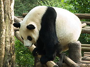 Giant Panda Breeding Centre photo gallery  - 10 pictures of Giant Panda Breeding Centre