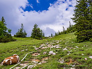 08 Alpine meadow with cows