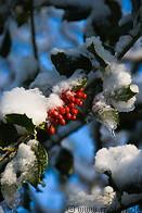05 Snow covered rowan berries