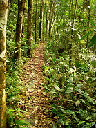 40 Jungle path